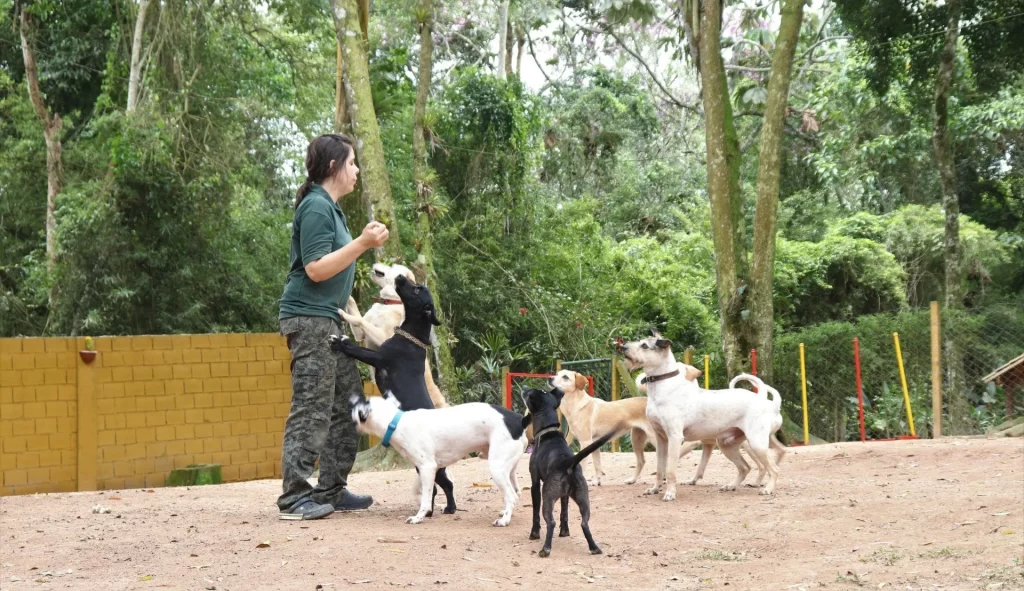 Hotel+Para+cachorro+Vila+madalena-1920w