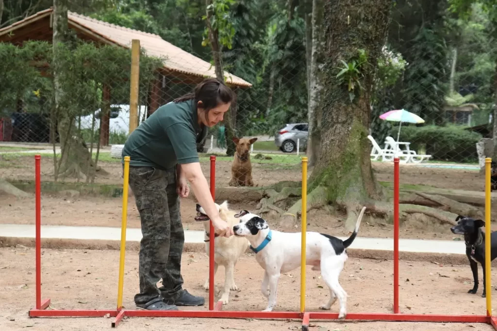 Hotel+para+cães+São+Paulo-1920w (1)