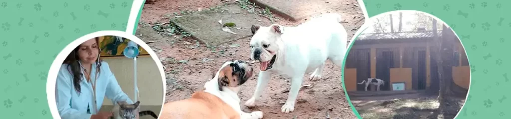 hotel-para-cães - cachorros Home - em-Itapecerica-da-Serra-SP - novo 1