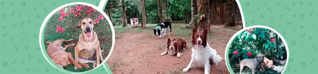 hotel-para-cães - cachorros Home - em-Itapecerica-da-Serra-SP - novo 3